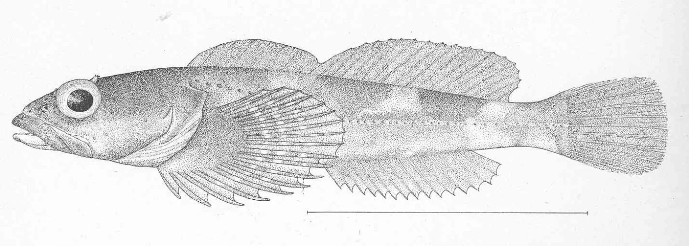 rosylip sculpin