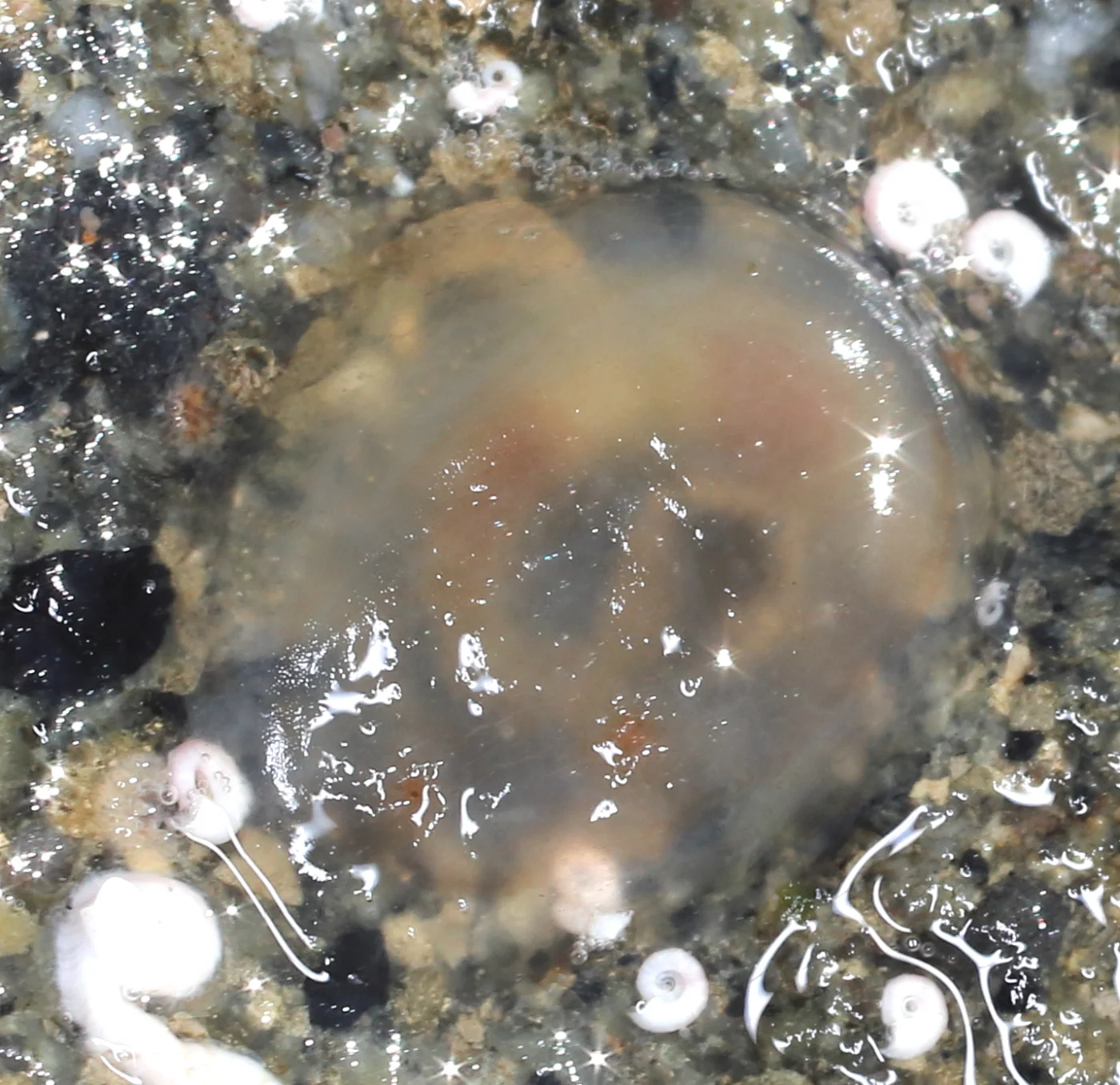 Ascidia columbiana