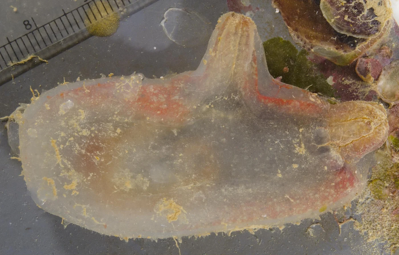 Ascidia gemmata
