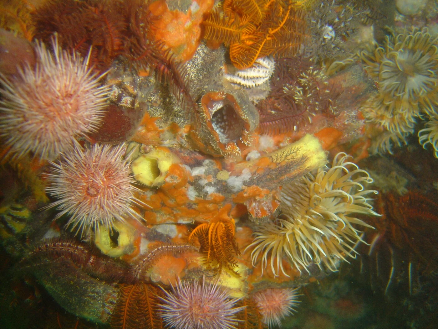 red-spotted ascidian