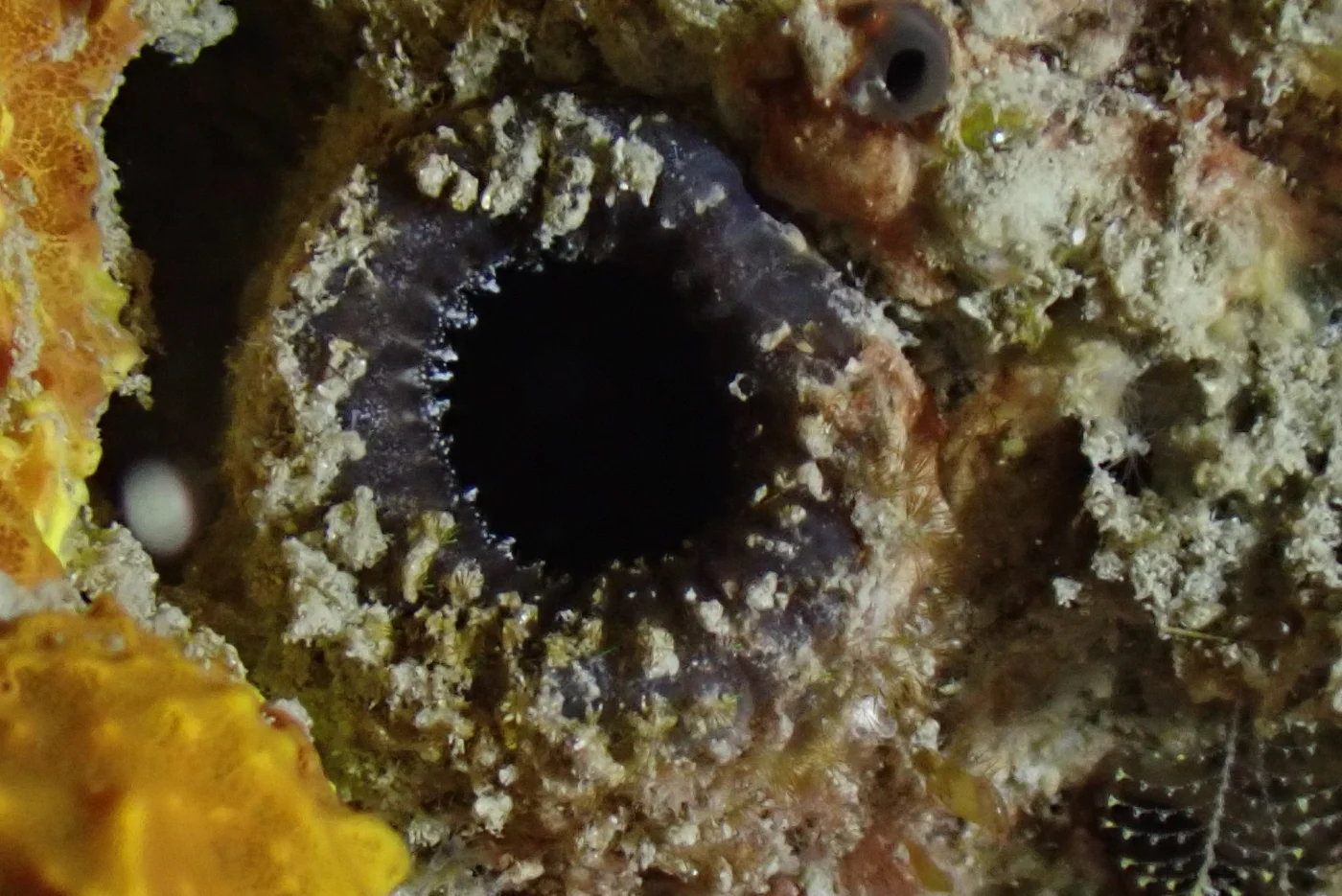 Ascidia interrupta