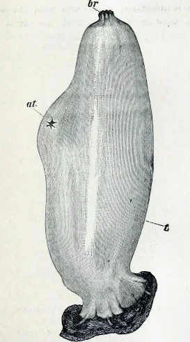 Ascidia liberata