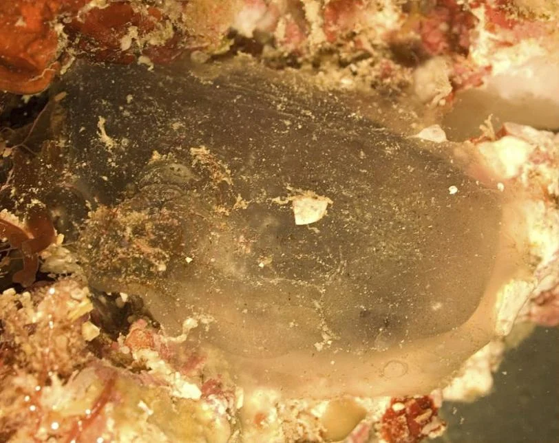 Ascidia melanostoma