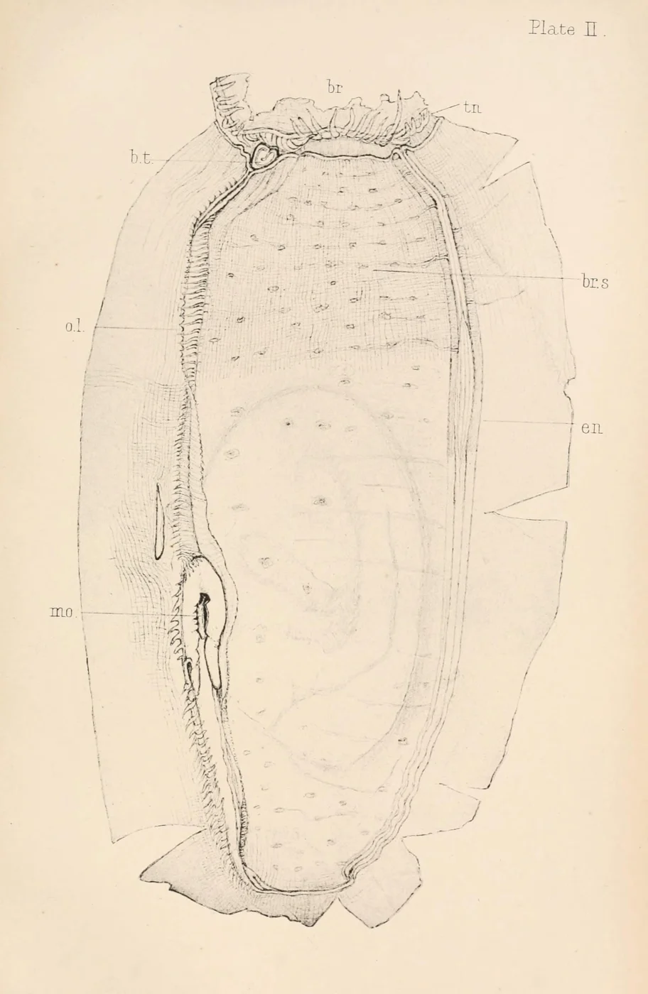 Ascidia mentula
