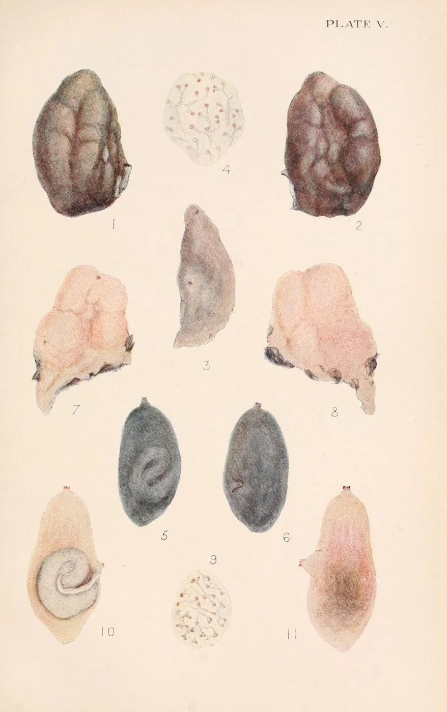 Ascidia obliqua