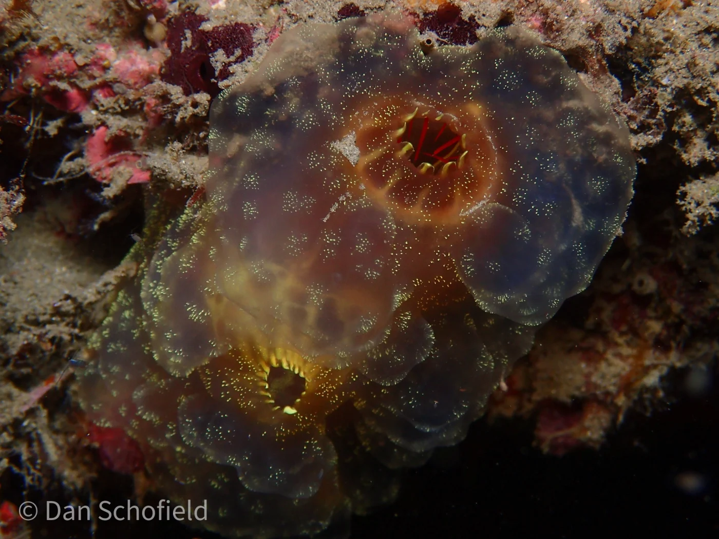 Ascidia ornata