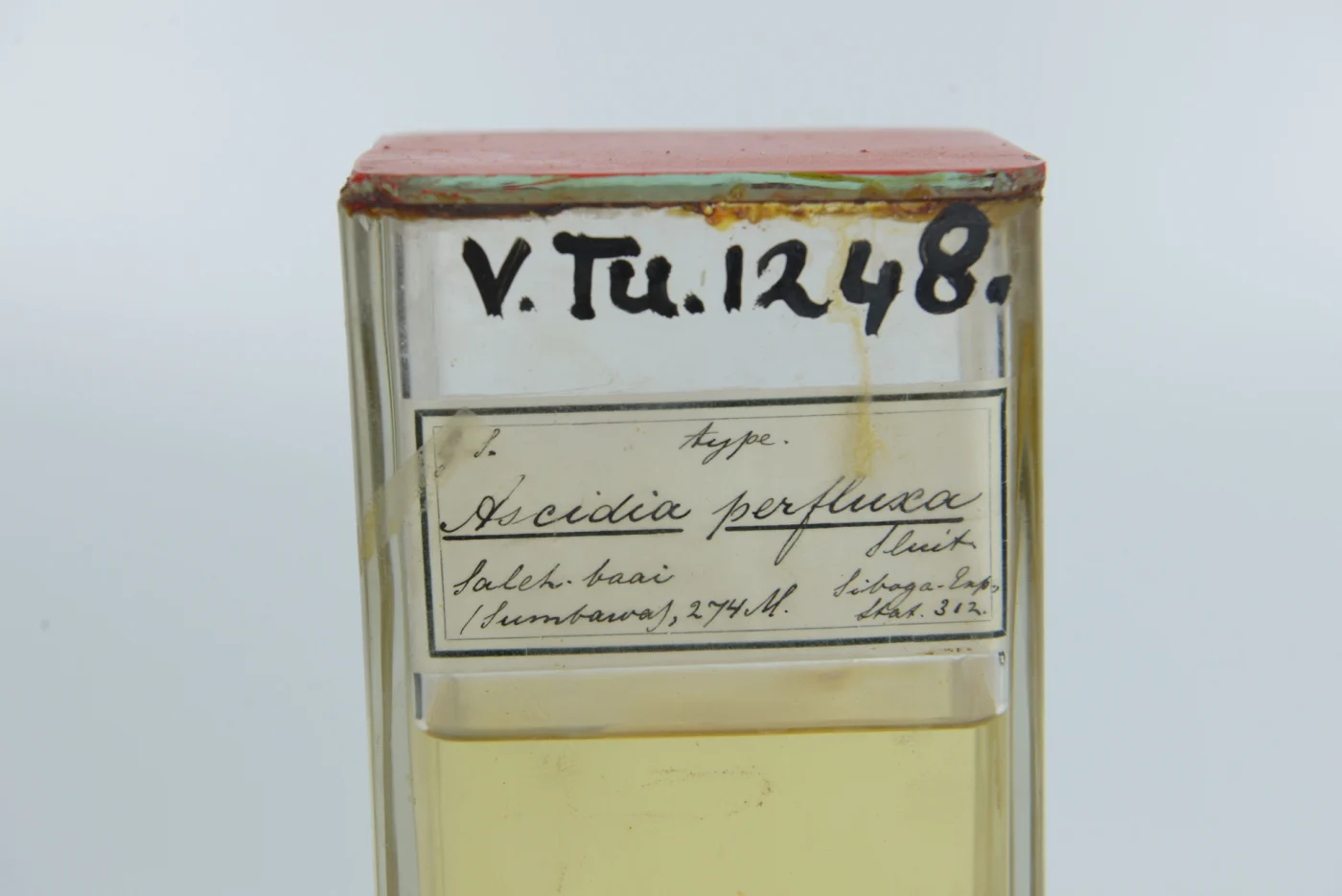 Ascidia perfluxa