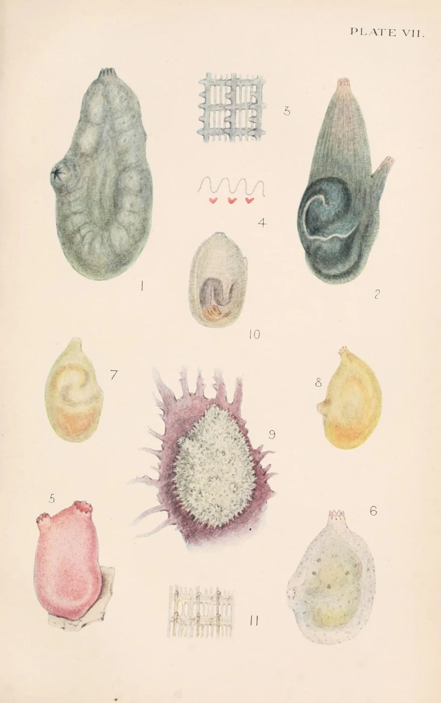 Ascidia virginea