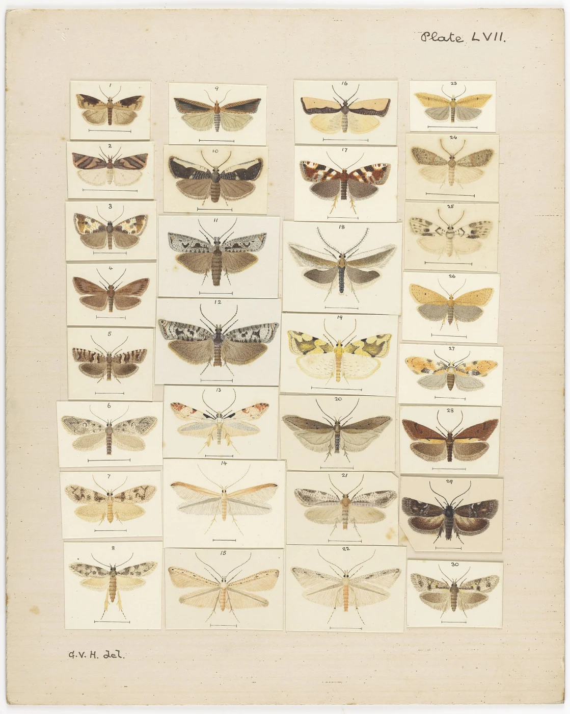 Ascomorpha agilis