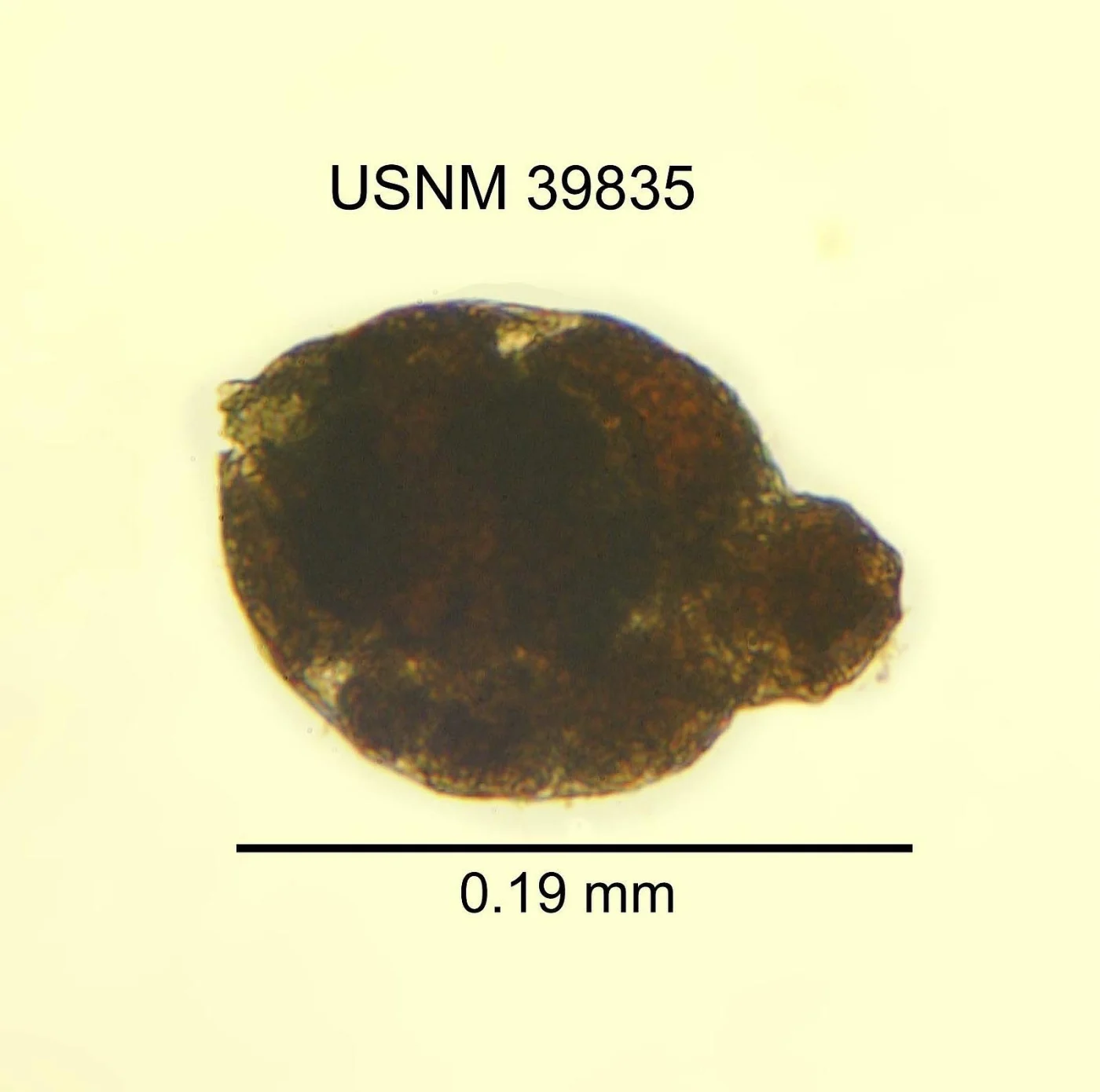 Ascomorpha ecaudis