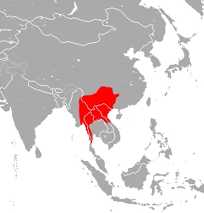 Stoliczka's Asian Trident Bat