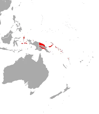 Temminck's Asian Trident Bat