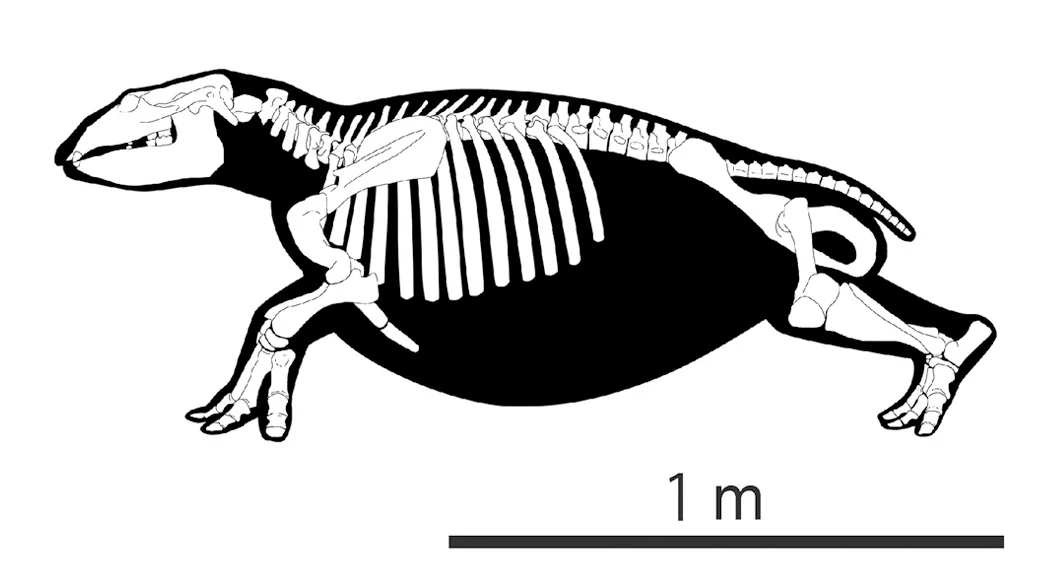 Ashoroa laticosta