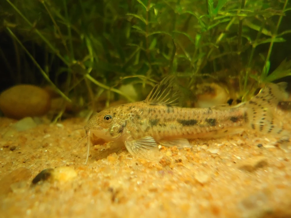 Aspidoras carvalhoi