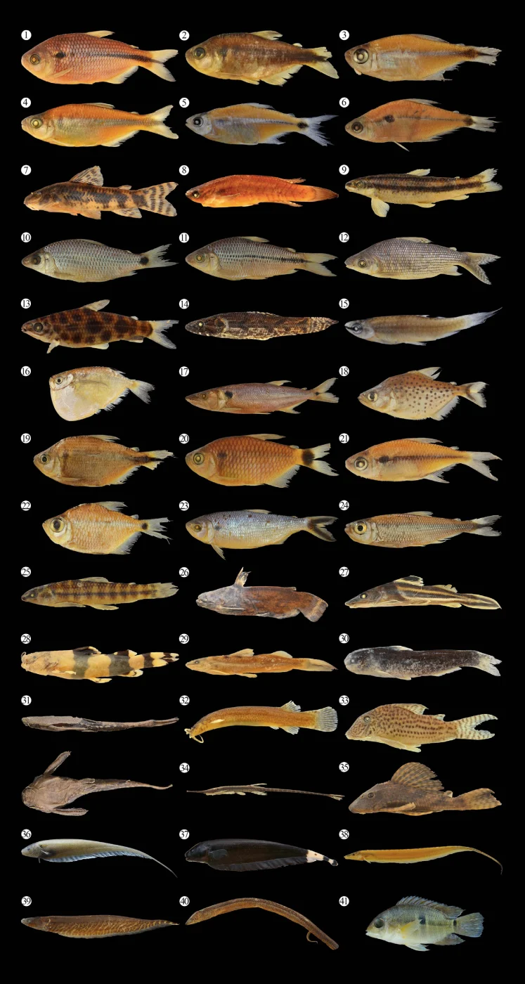 Aspidoras poecilus