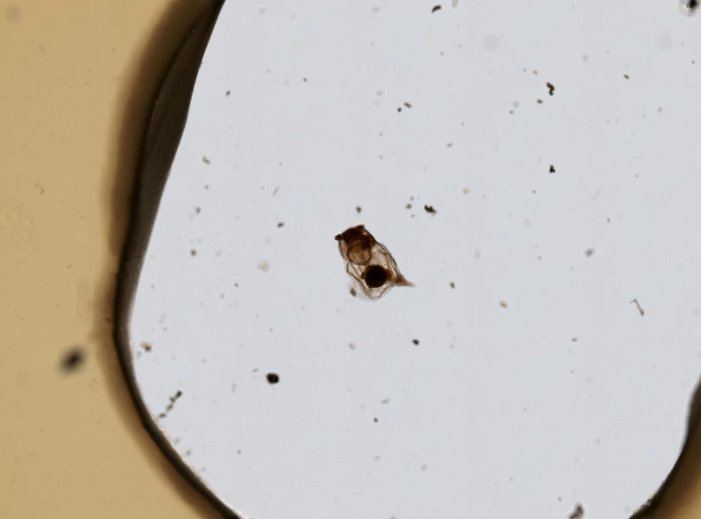 Asplanchnopus dahlgreni