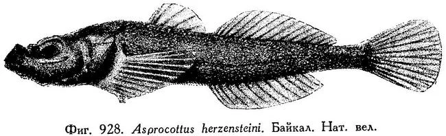 Asprocottus platycephalus