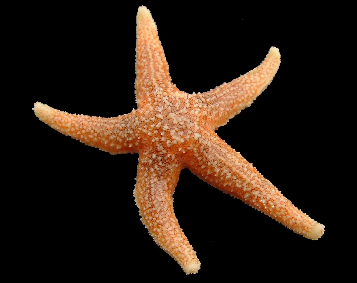 Asterias longicauda