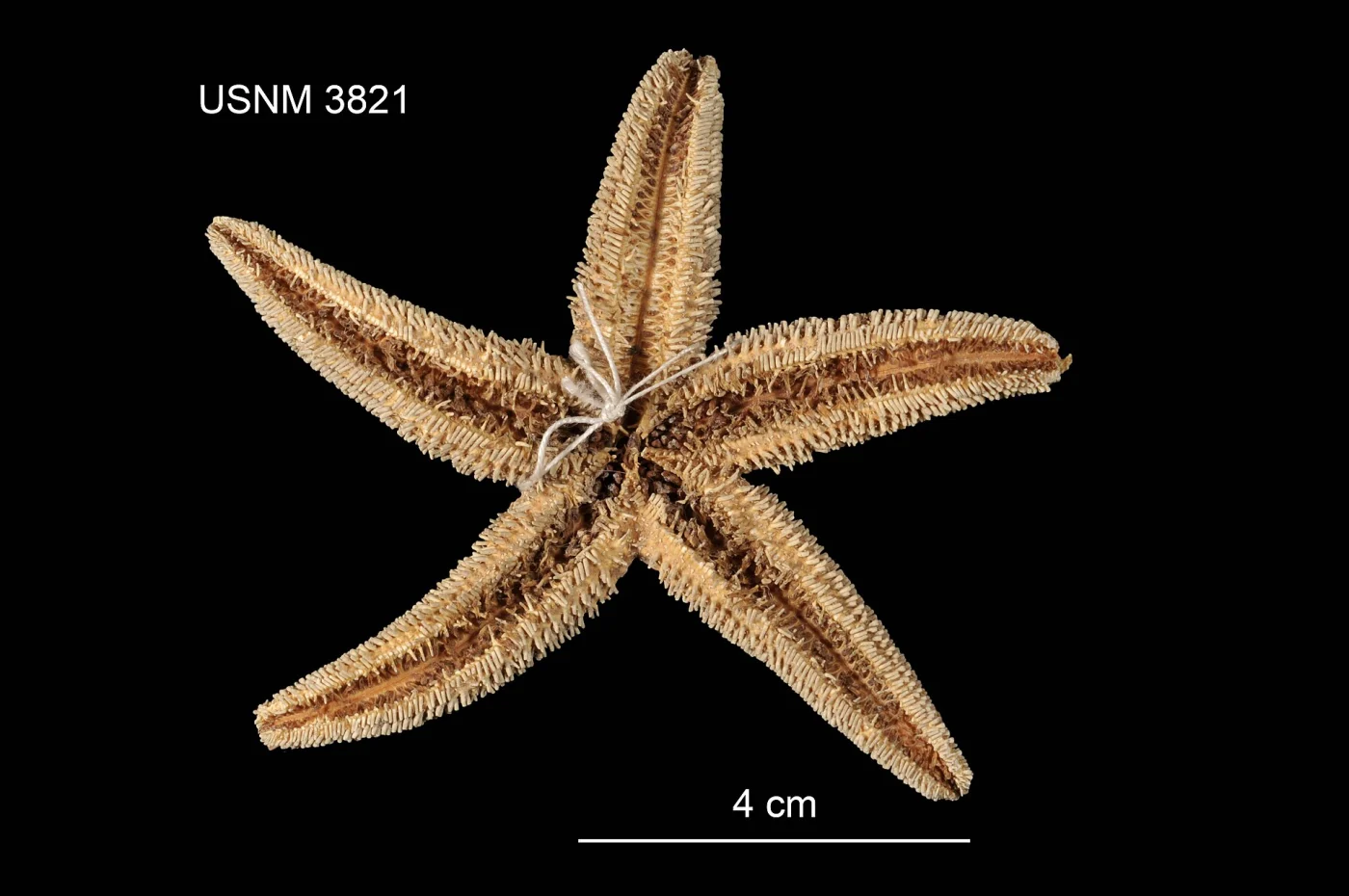 Asterias rathbuni