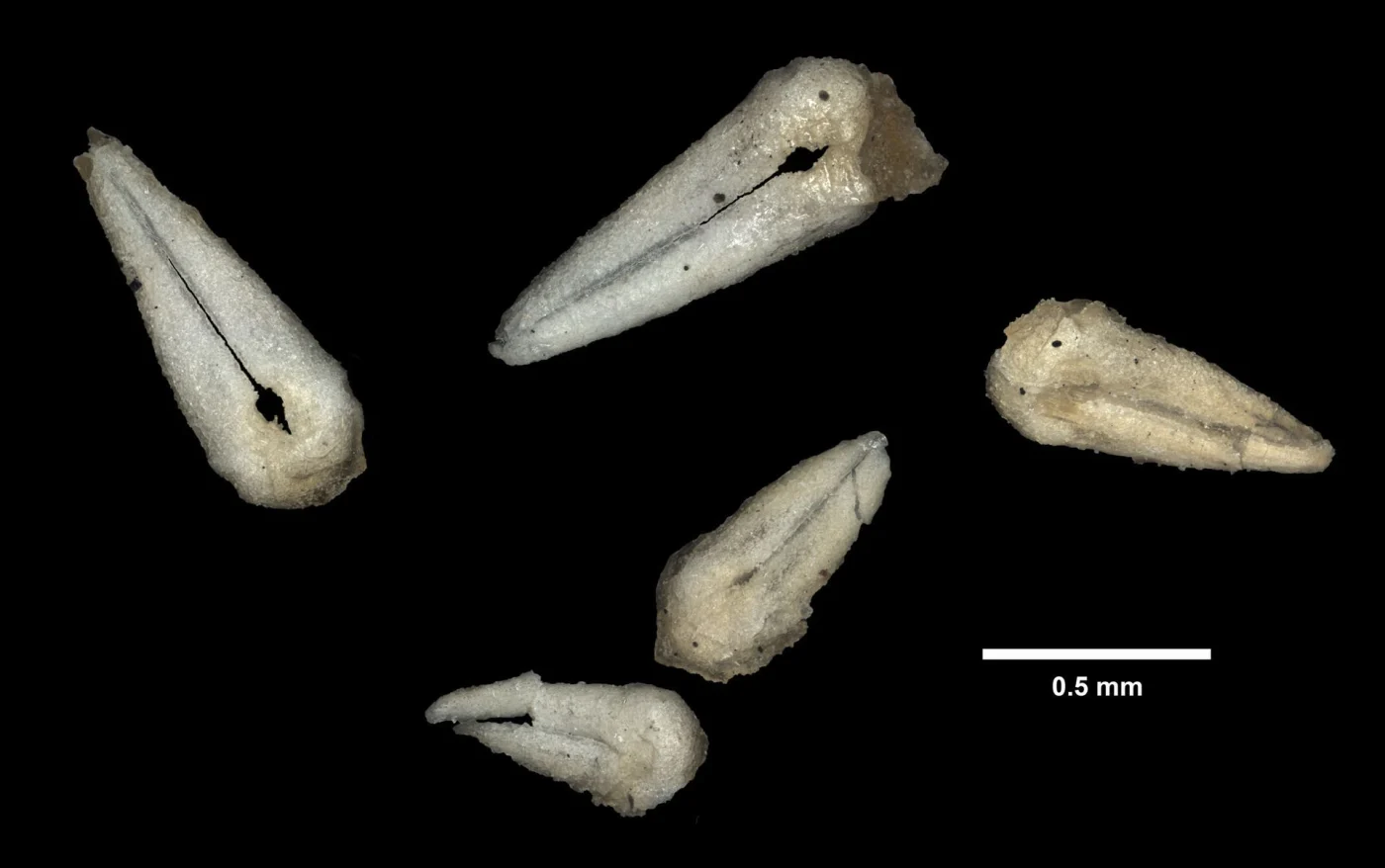 Asterias rollestoni