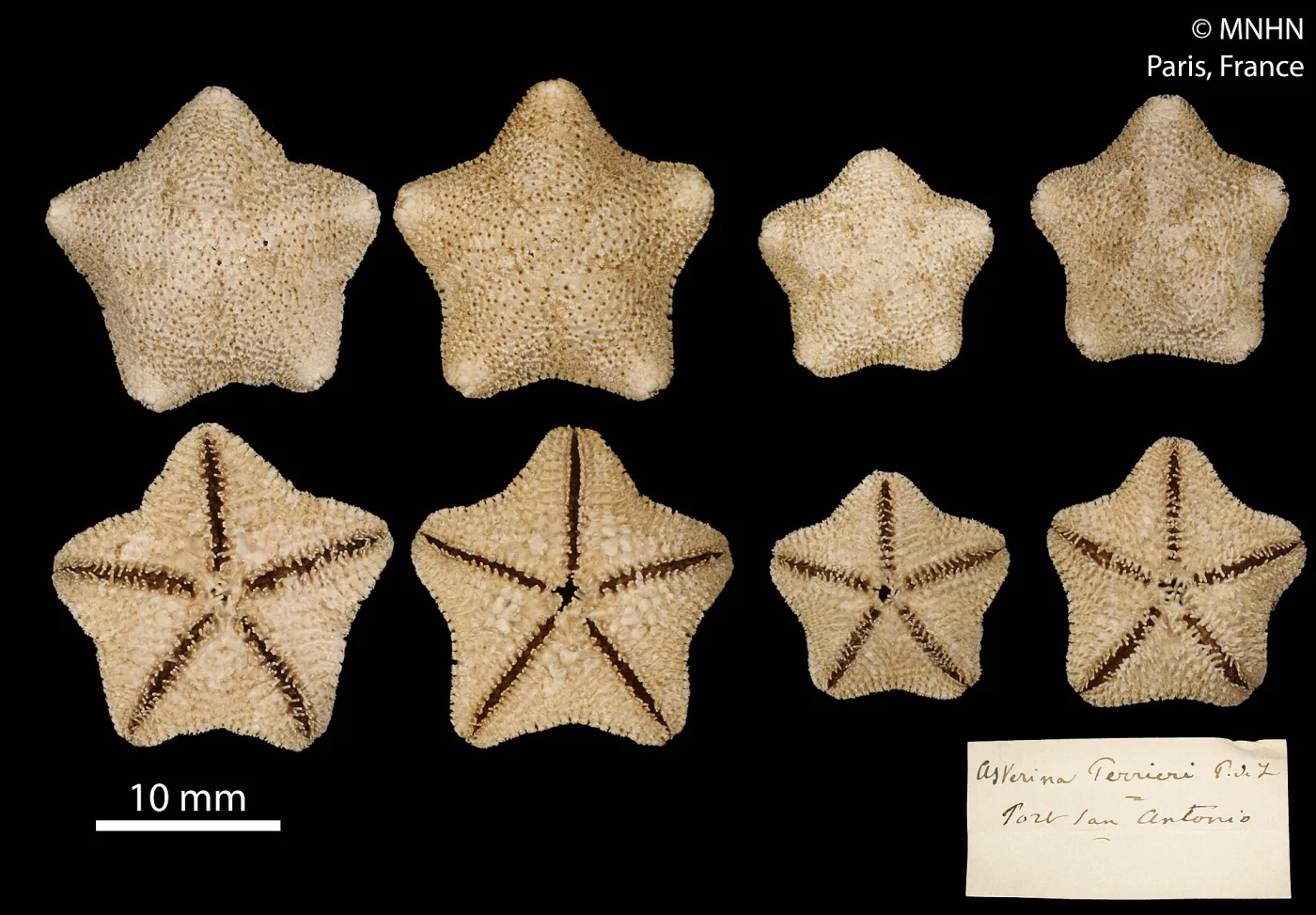 Little Pentagon Star
