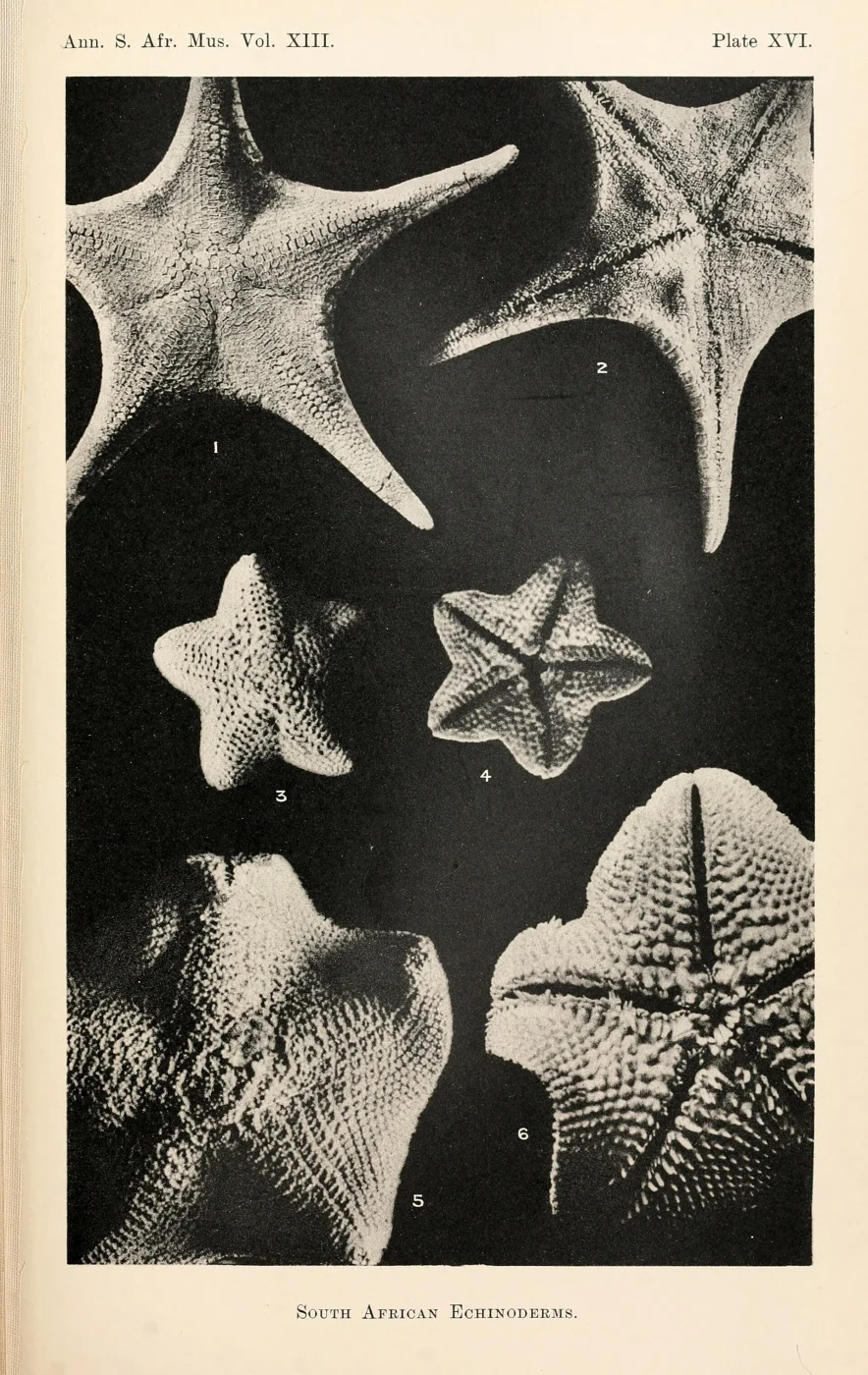 Asterina gracilispina