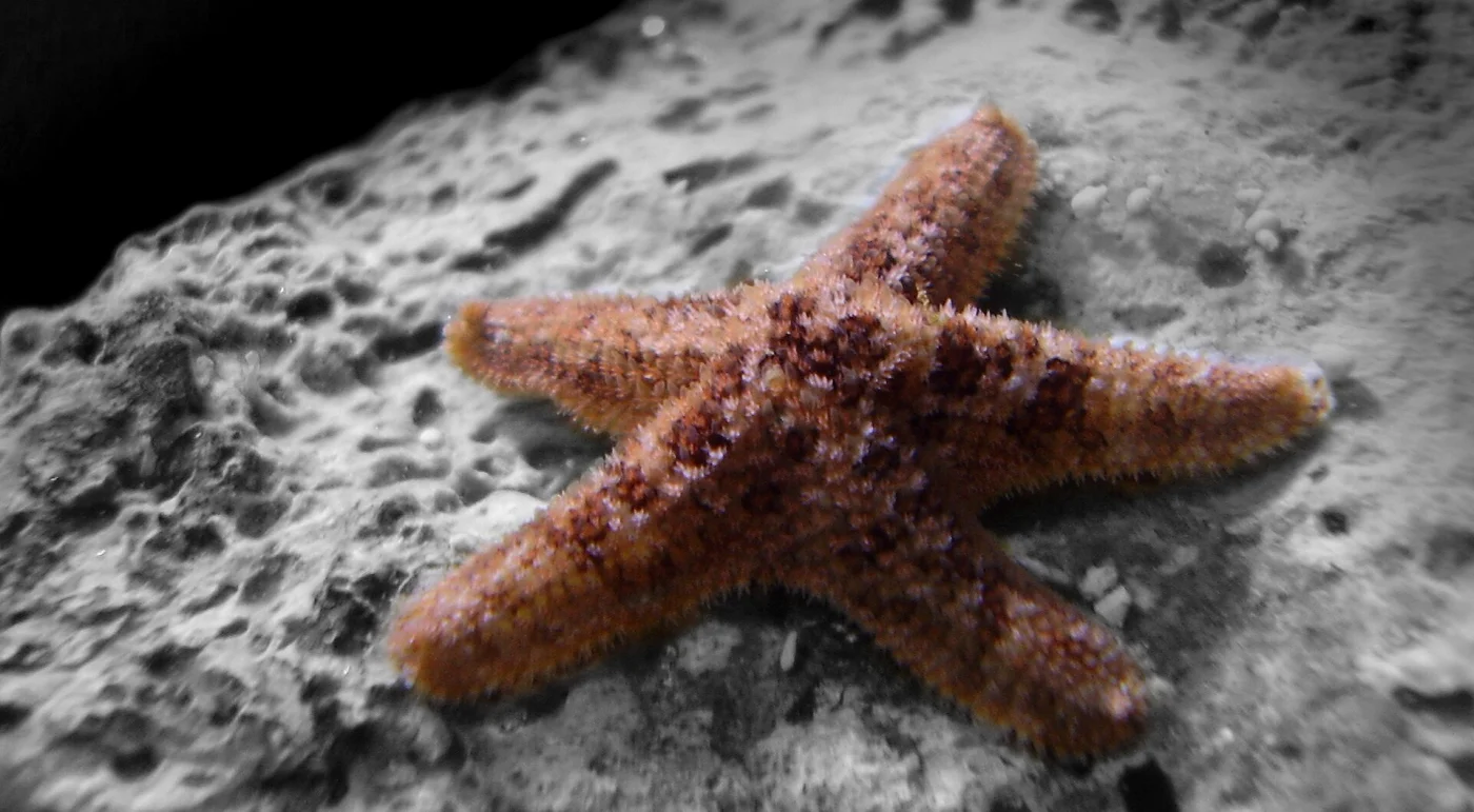 Asterina hoensonae