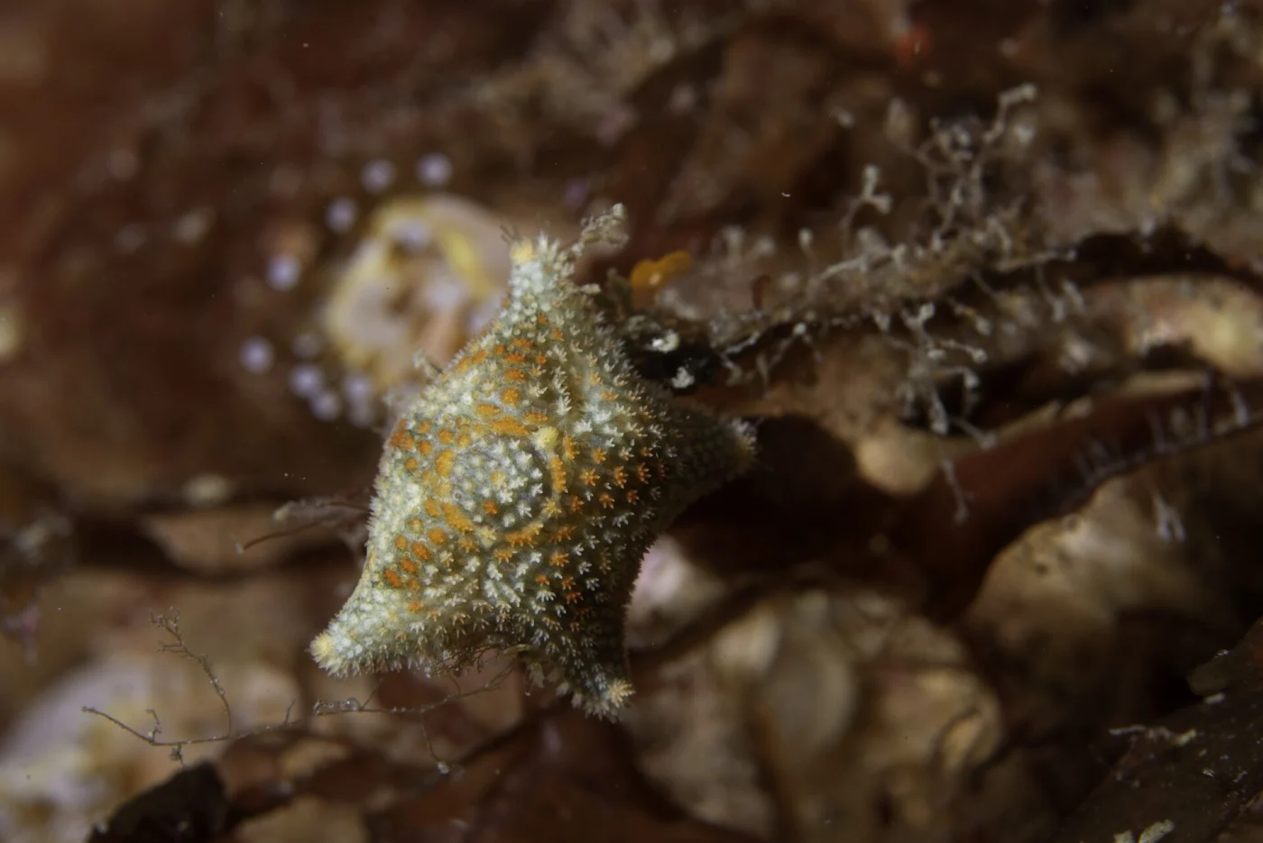 small cushion star