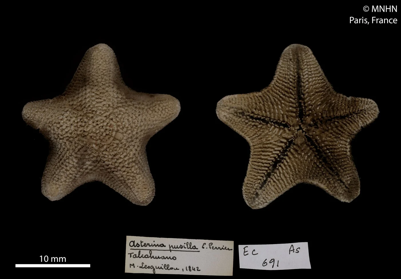 Asterina pusilla