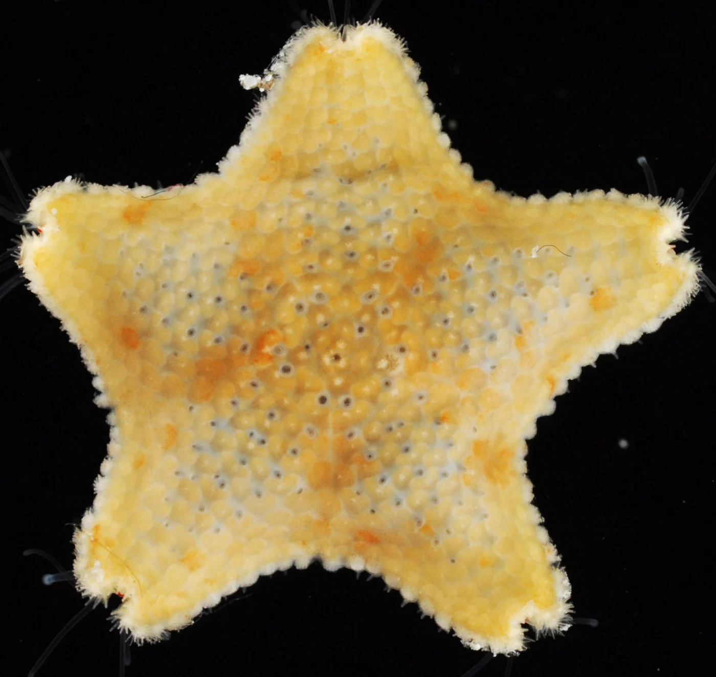 common blunt armed sea star