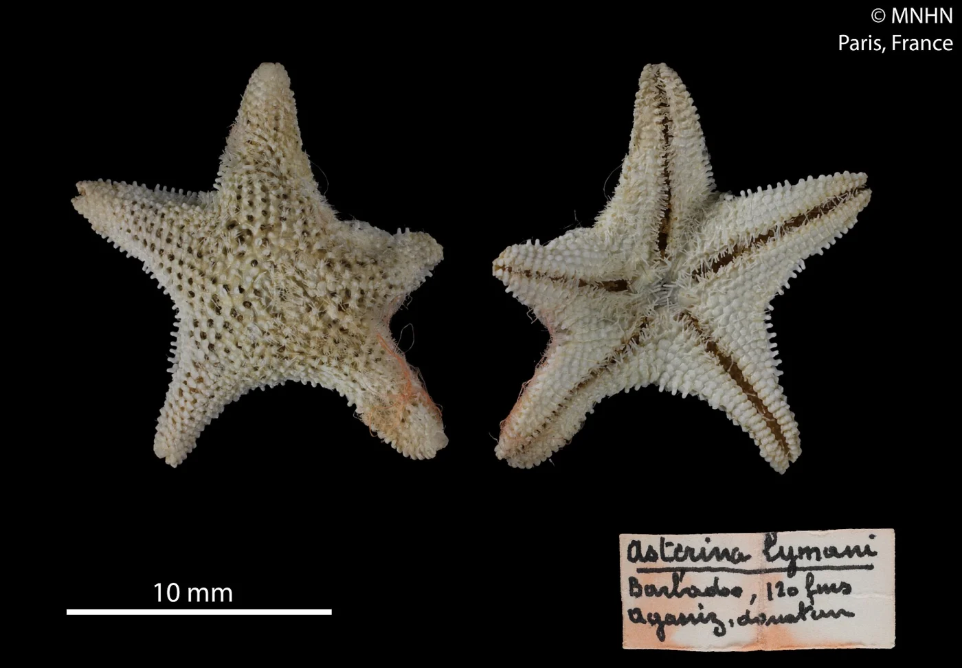 Hartmeter's blunt armed sea star