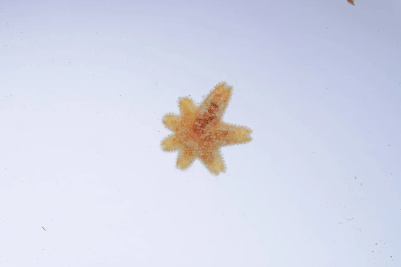 Asterinides pompom