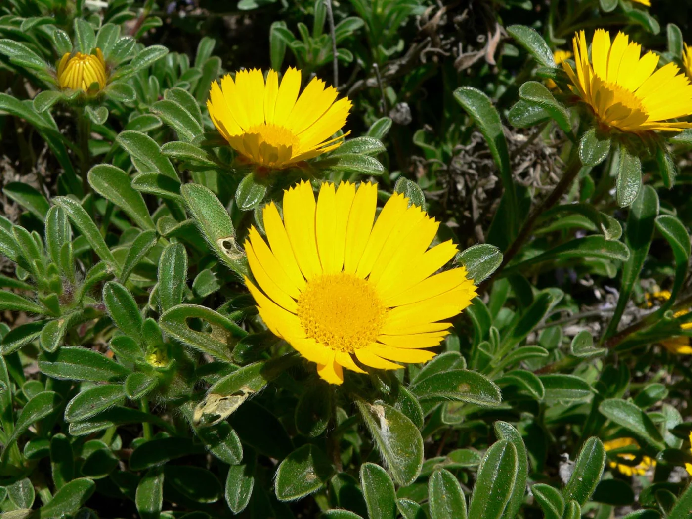 Asteriscus squamatus