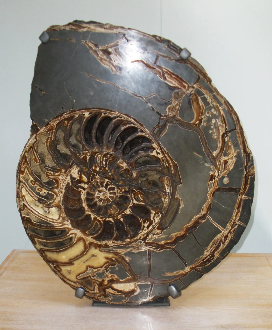 Asteroceras stellare