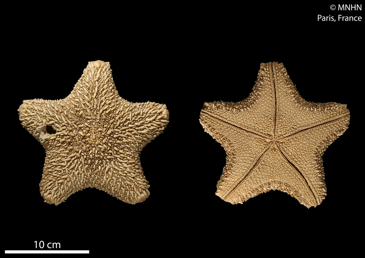 Asterodiscides bicornutus