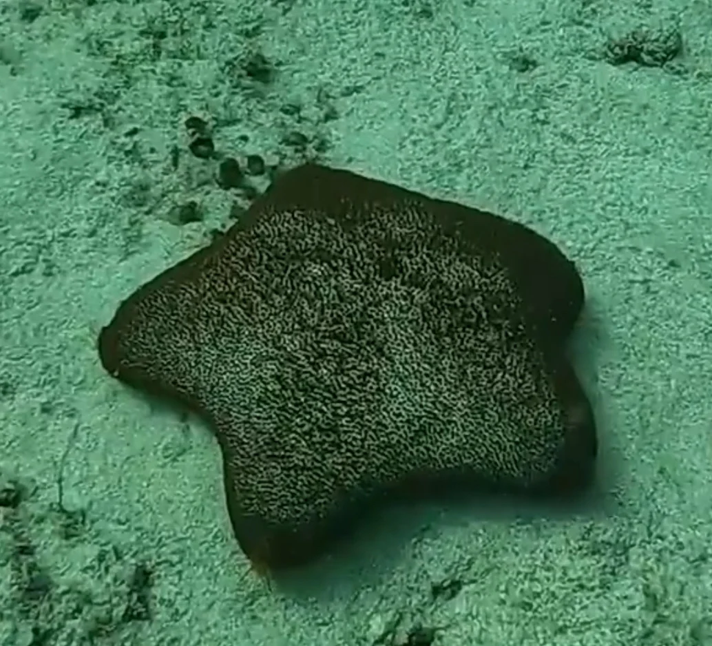 Asterodiscides elegans