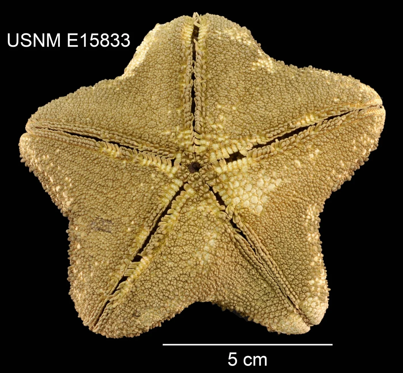 Asterodiscides lacrimulus