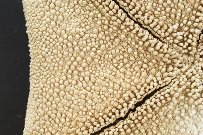 Asterodiscides multispinus