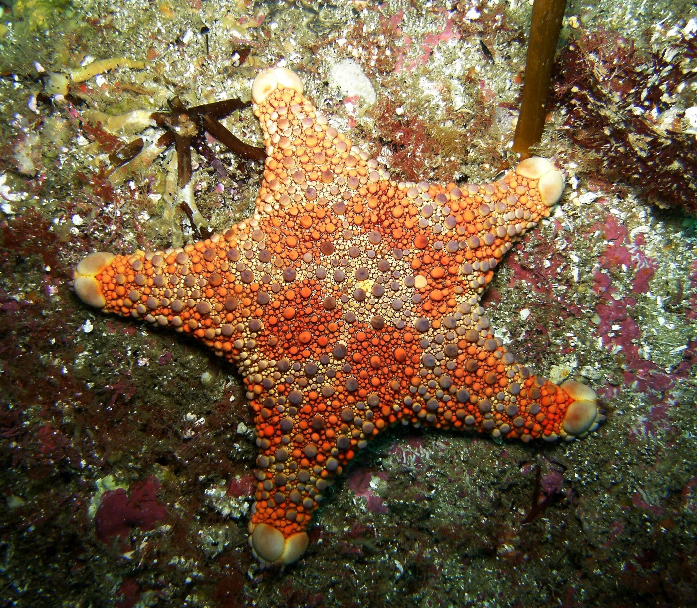 Firebrick Sea Star