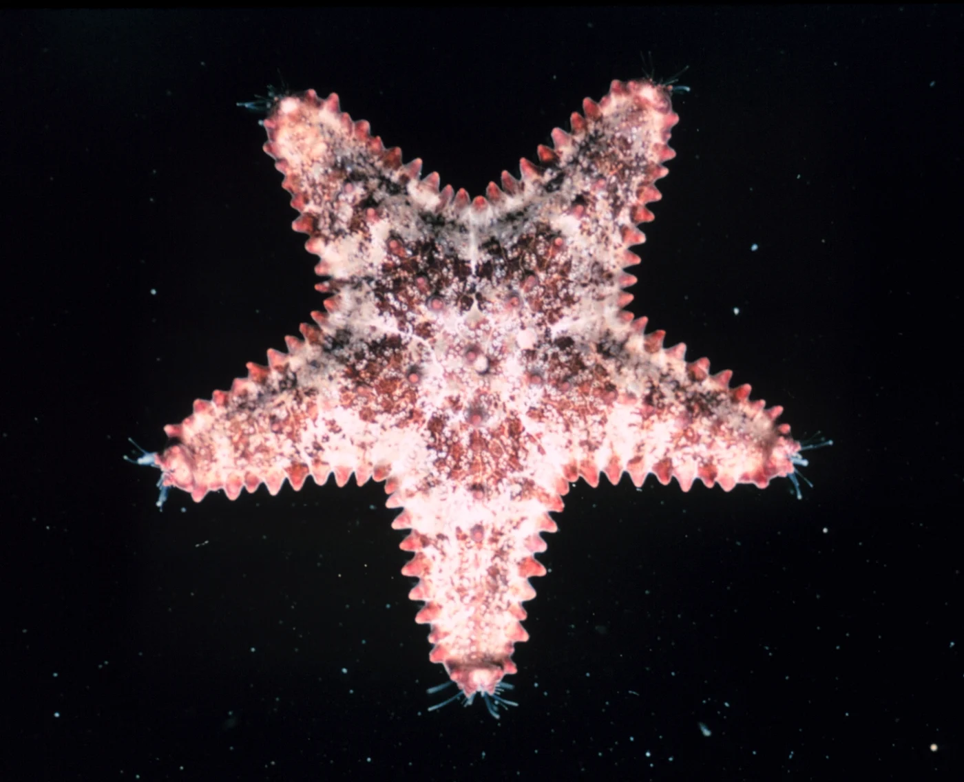 Sheriff-badge Sea Star