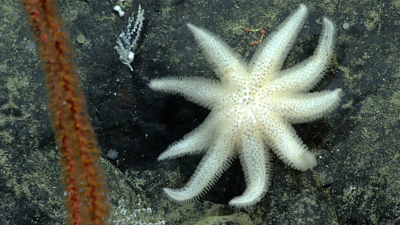Asthenactis fisheri