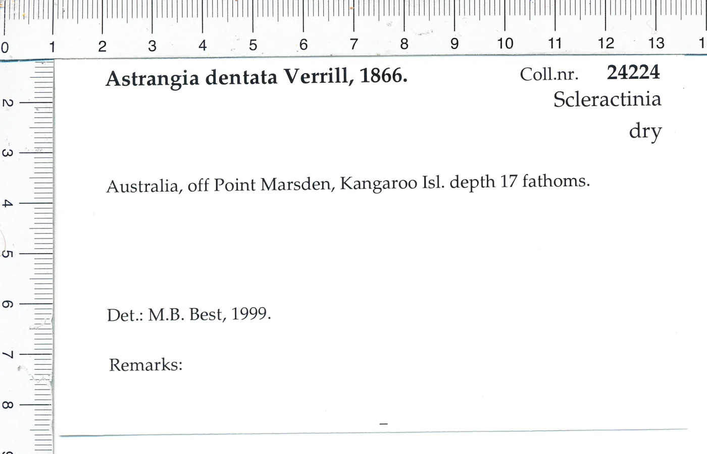 Astrangia dentata
