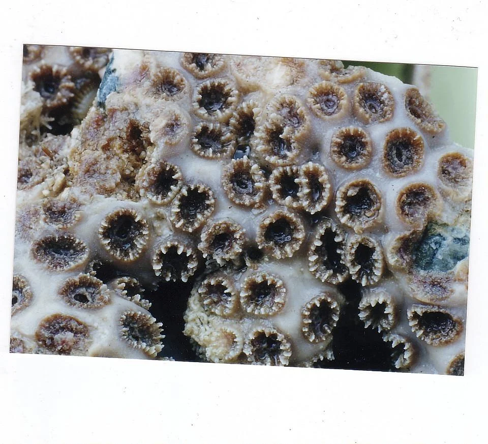 Astrangia equatorialis