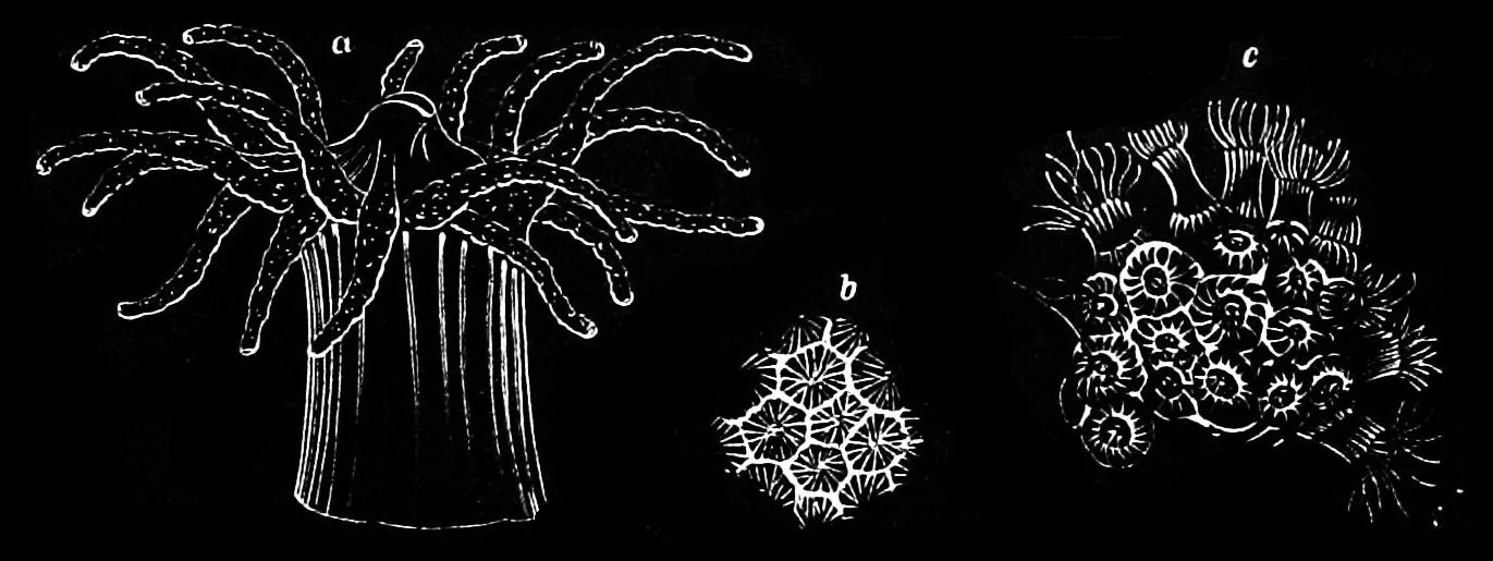 Northern Star Coral