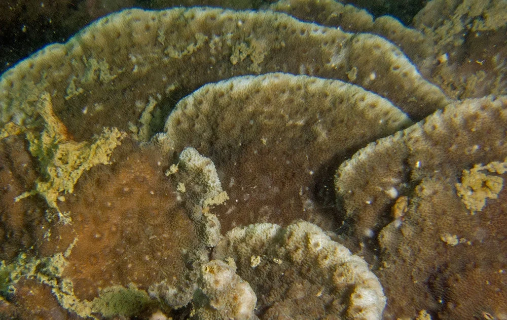 starflower coral