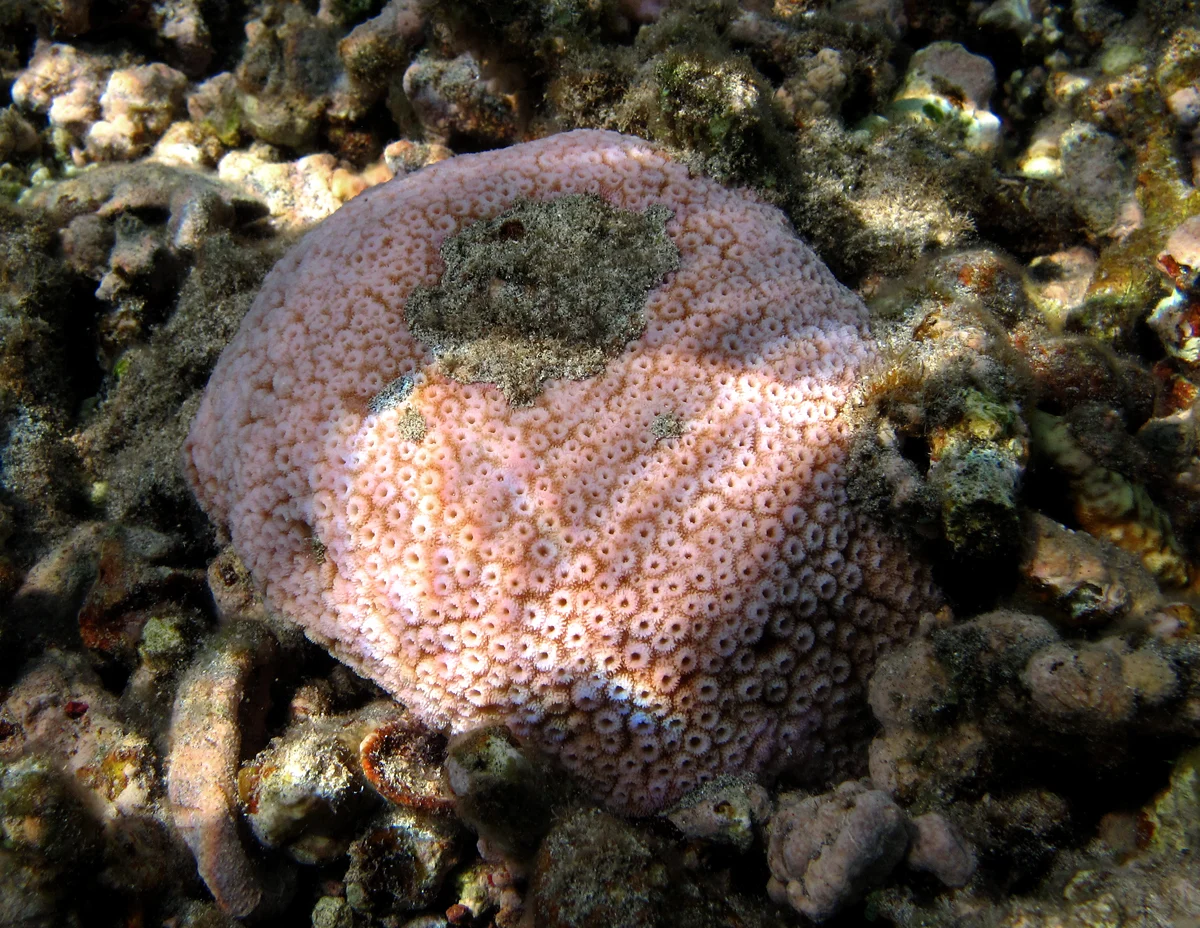 starflower coral