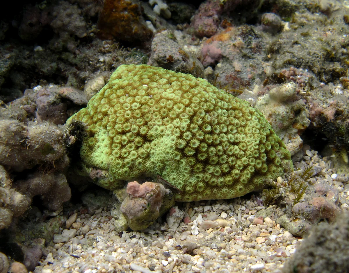 starflower coral