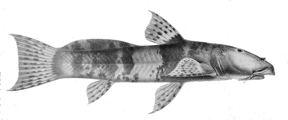 Apurimac climbing catfish