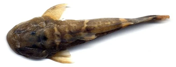 Astroblepus trifasciatus