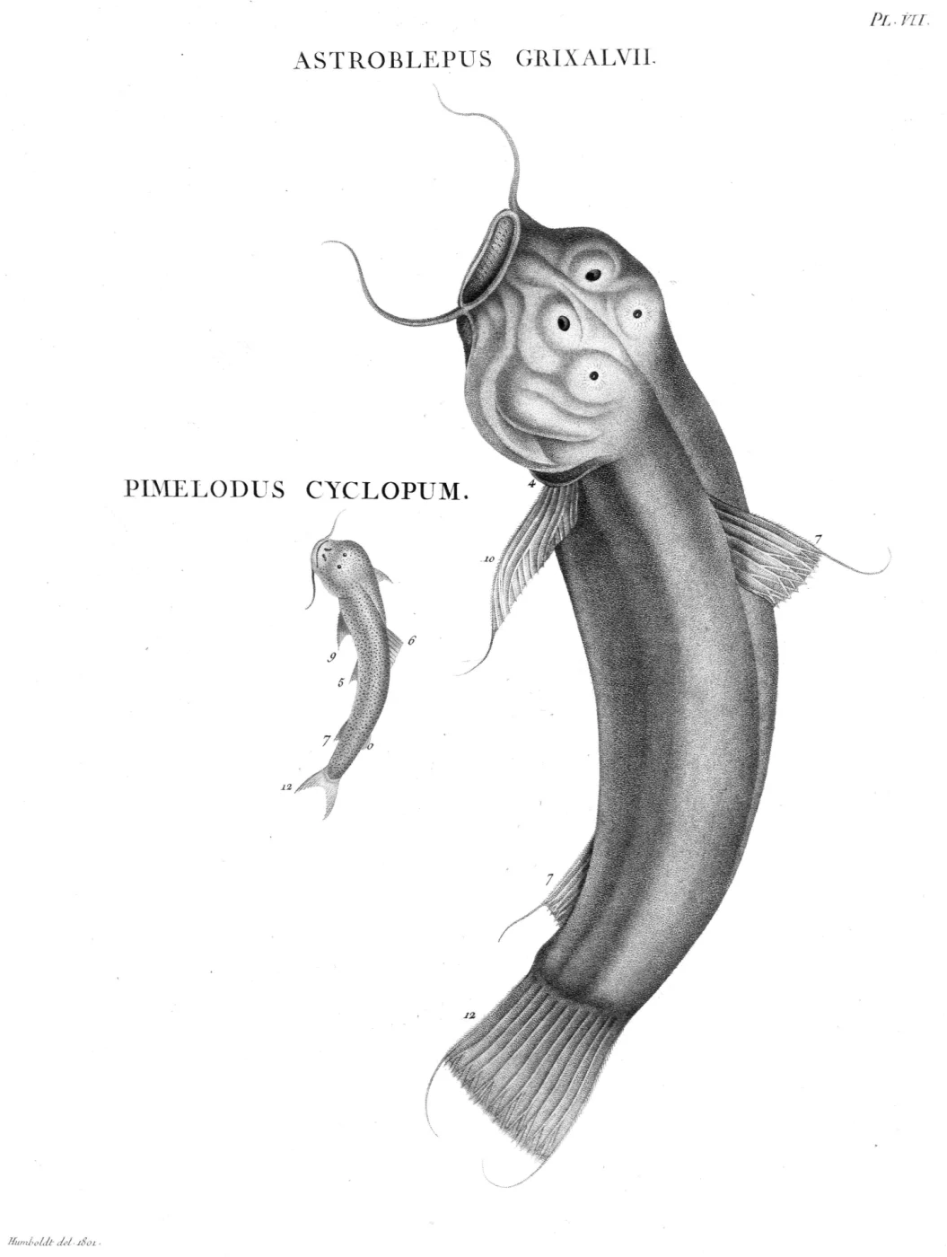 ventralis climbing catfish